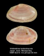 Nitidotellina hokkaidoensis (2)